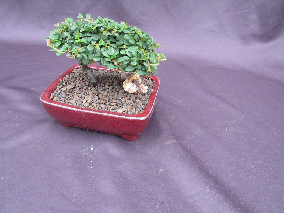 Classic Style Cotoneaster Bonsai Tree Side