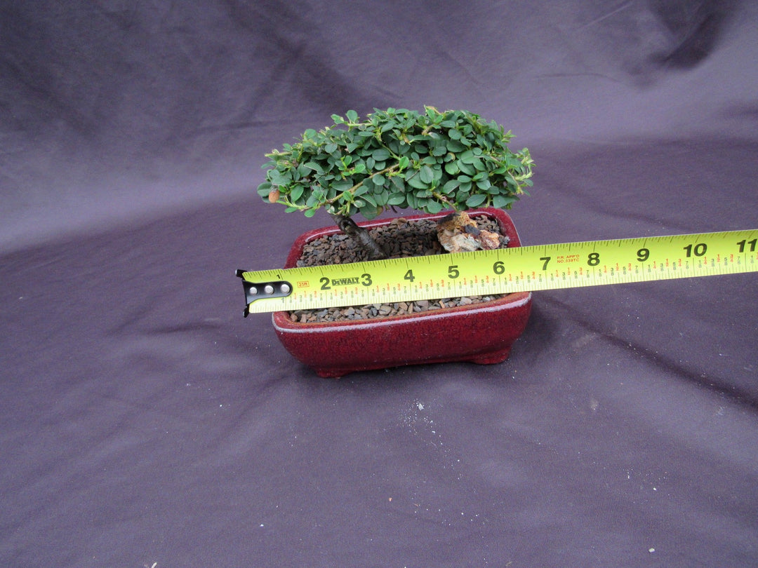 Classic Style Cotoneaster Bonsai Tree Width