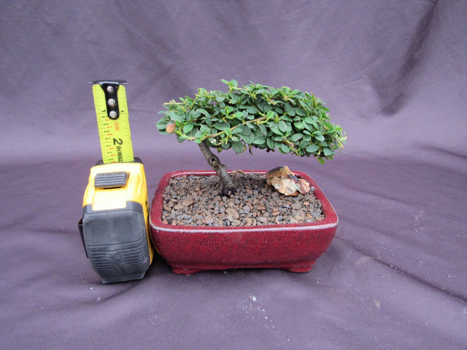 Classic Style Cotoneaster Bonsai Tree Height
