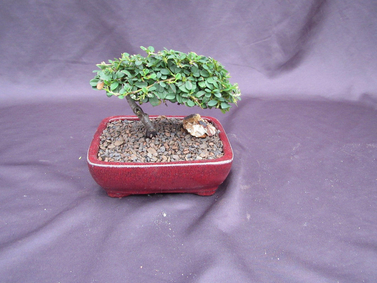 Cotoneaster Bonsai Tree Classic Style