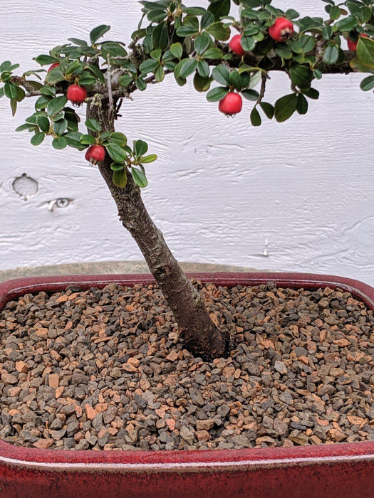 Curved Trunk Style Cotoneaster Bonsai Tree Trunk