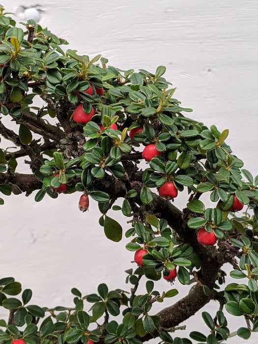 Curved Trunk Style Cotoneaster Bonsai Tree Fruit