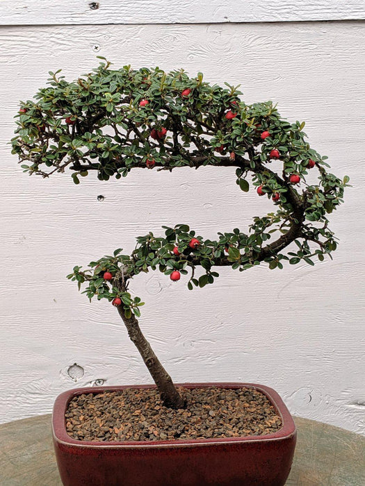 Curved Trunk Style Cotoneaster Bonsai Tree Shape