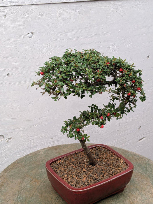 Curved Trunk Style Cotoneaster Bonsai Tree Leaves
