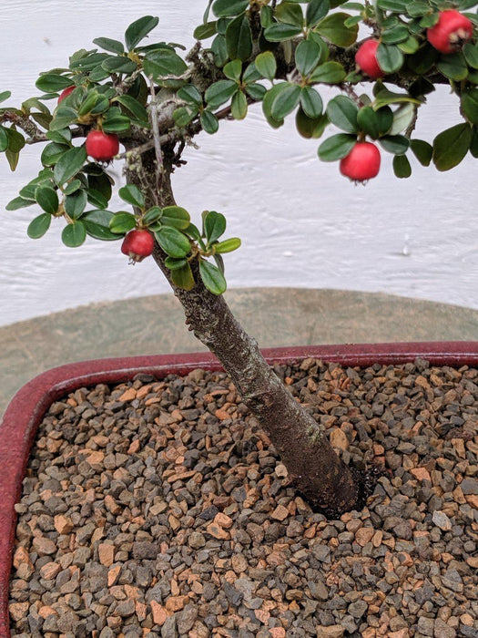 Curved Trunk Style Cotoneaster Bonsai Tree Bark