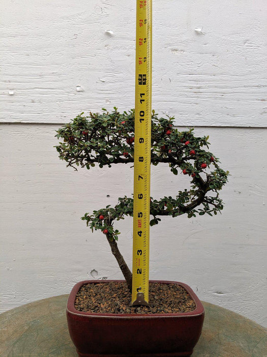 Curved Trunk Style Cotoneaster Bonsai Tree Size