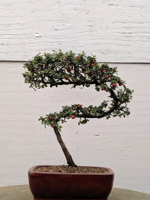 Cotoneaster Bonsai Tree - Curved Trunk Style
