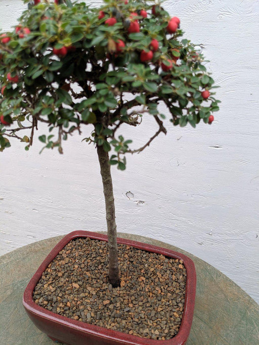 Upright Cotoneaster Bonsai Tree