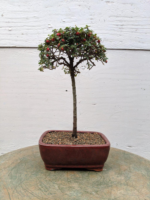 Cotoneaster Bonsai Tree - Upright Style