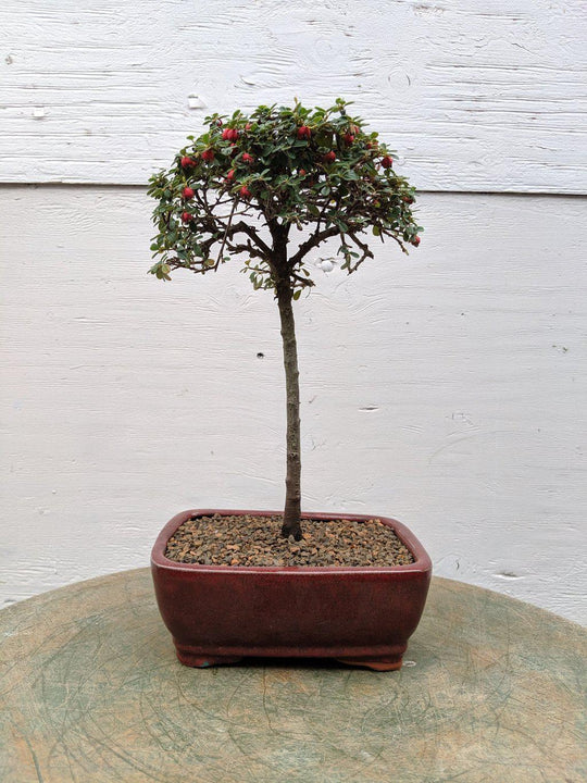 cotoneaster bonsai tree Cotoneaster Bonsai Tree