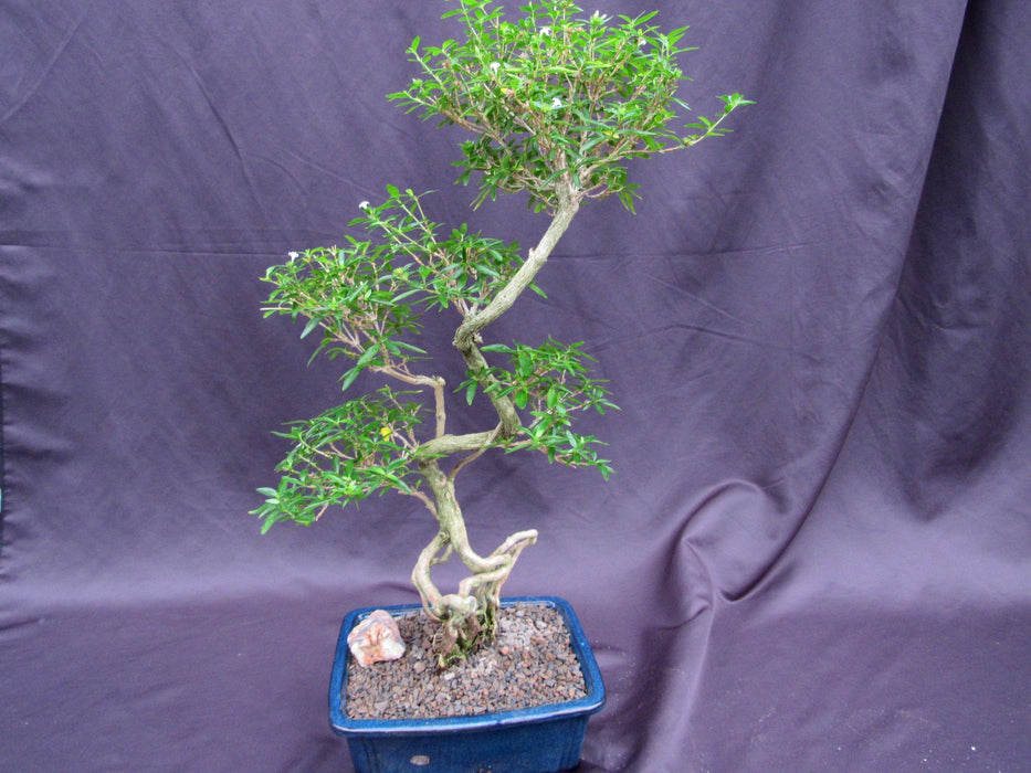 Curved Trunk Thousand Star Serissa Bonsai Tree Back