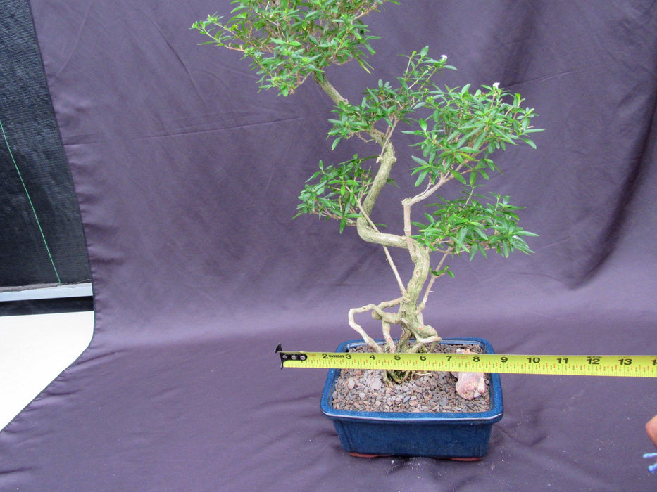 Curved Trunk Thousand Star Serissa Bonsai Tree Size