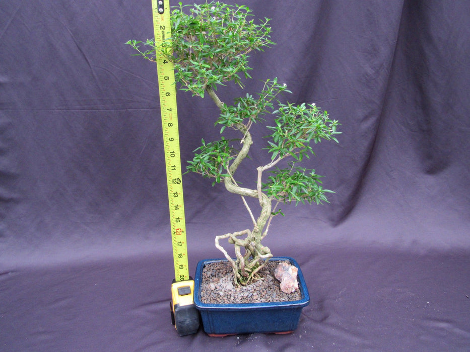 Curved Trunk Thousand Star Serissa Bonsai Tree Height