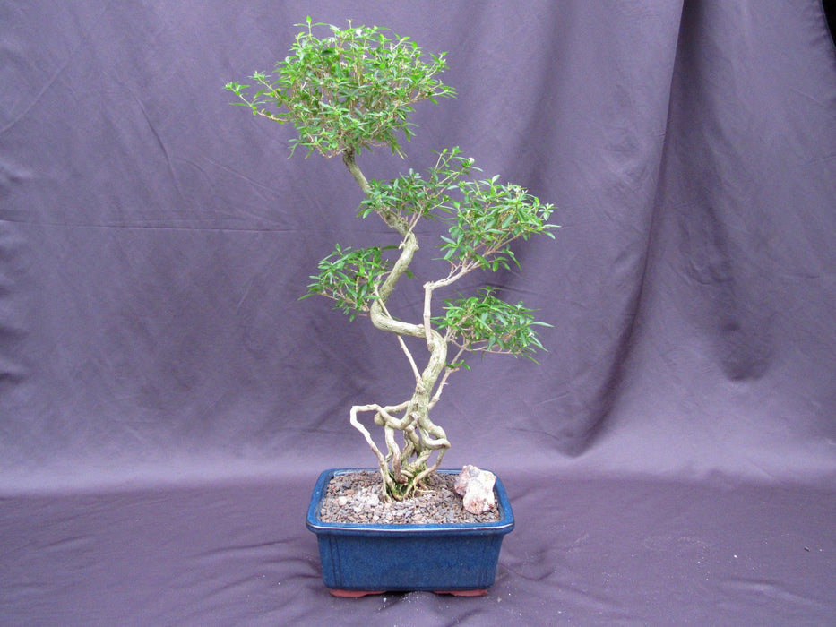 Curved Trunk Thousand Star Serissa Bonsai Tree Profile