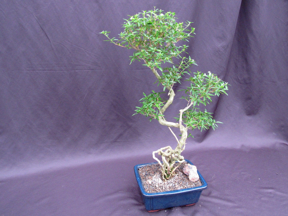 Curved Trunk Thousand Star Serissa Bonsai Tree Side