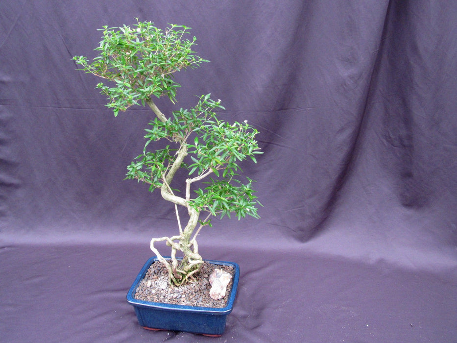 Curved Trunk Thousand Star Serissa Bonsai Tree Softer Side