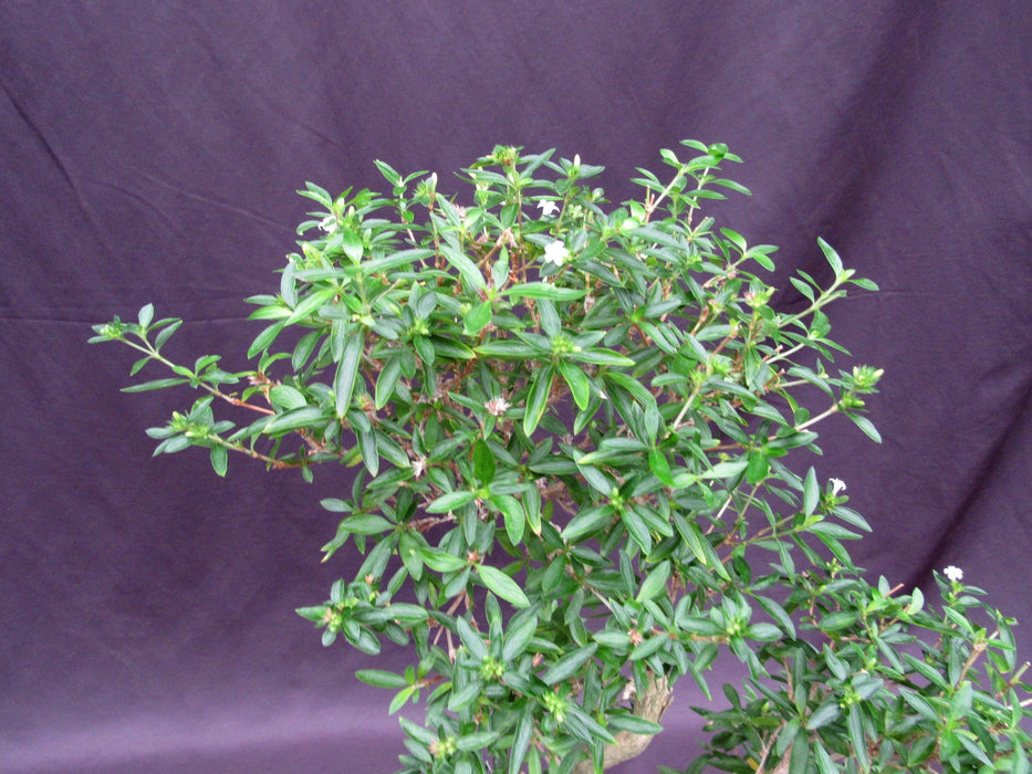 Curved Trunk Thousand Star Serissa Bonsai Tree Foliage