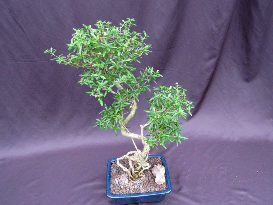 Curved Trunk Thousand Star Serissa Bonsai Tree Structure