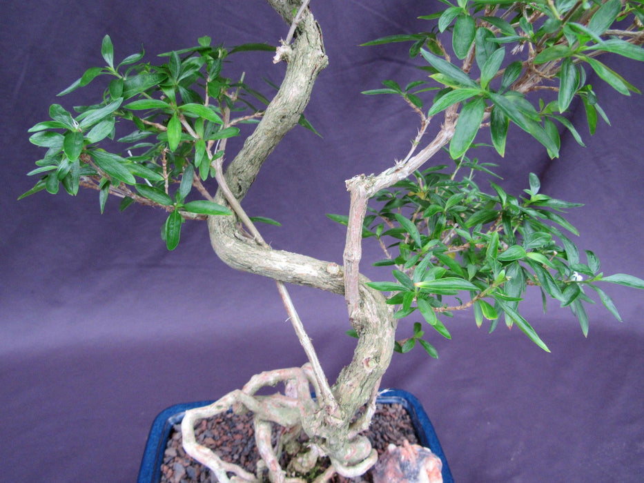 Curved Trunk Thousand Star Serissa Bonsai Tree Trunk