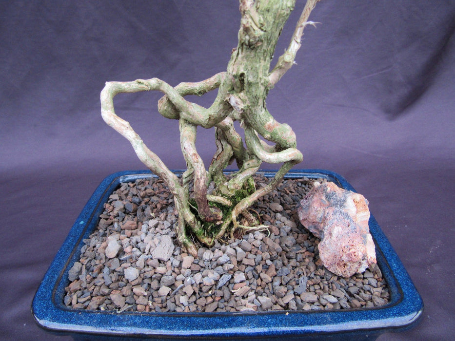 Curved Trunk Thousand Star Serissa Bonsai Tree Raised Roots