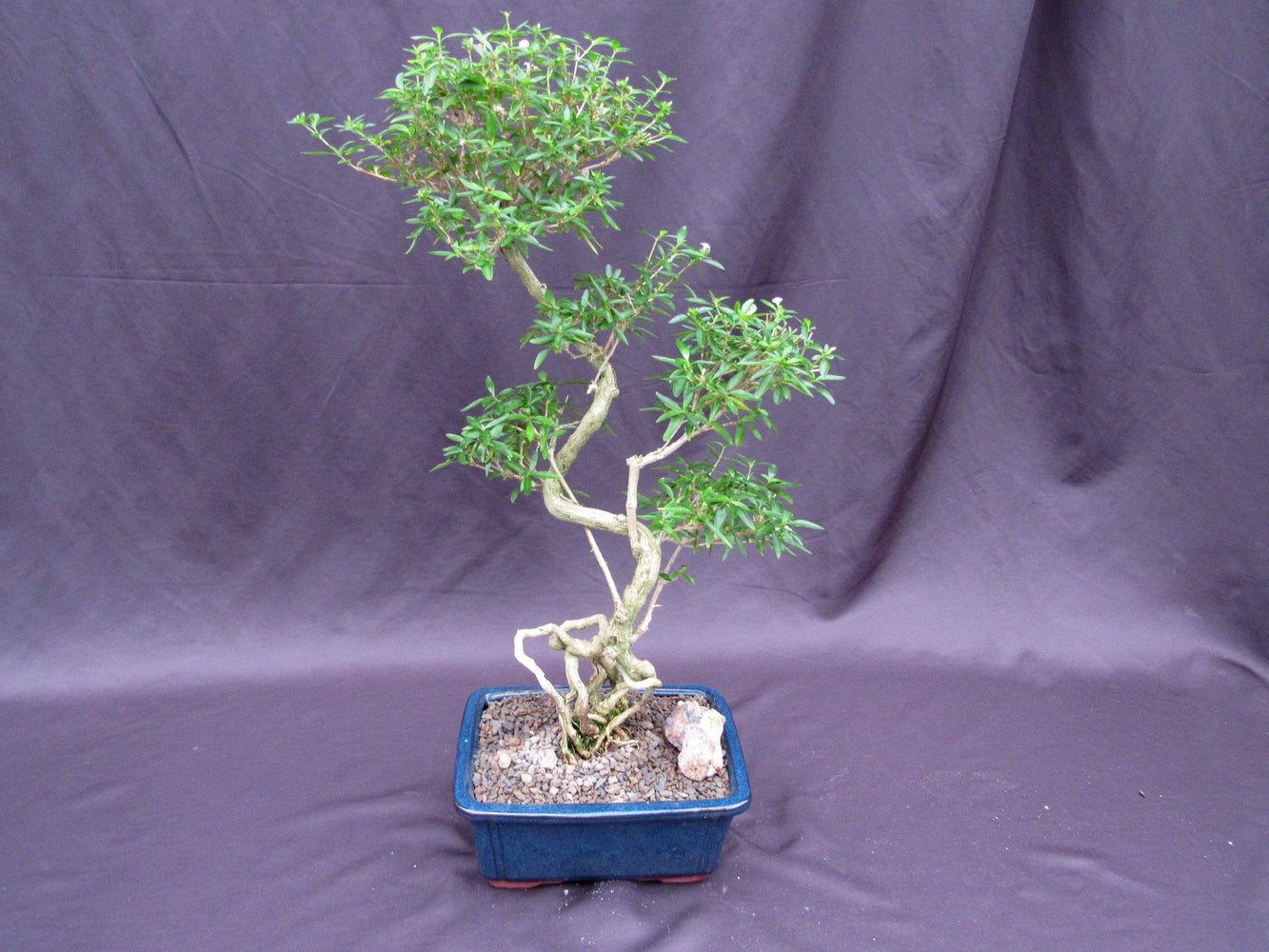 Curved Trunk Thousand Star Serissa Bonsai Tree