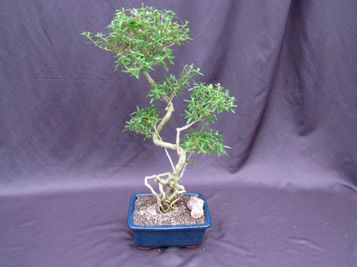 Curved Trunk Thousand Star Serissa Bonsai Tree