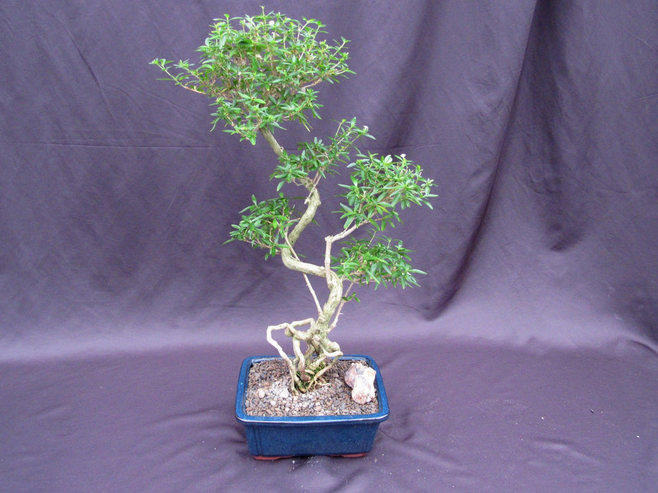 tree of a thousand stars bonsai care Curved Trunk Thousand Star Serissa Bonsai Tree
