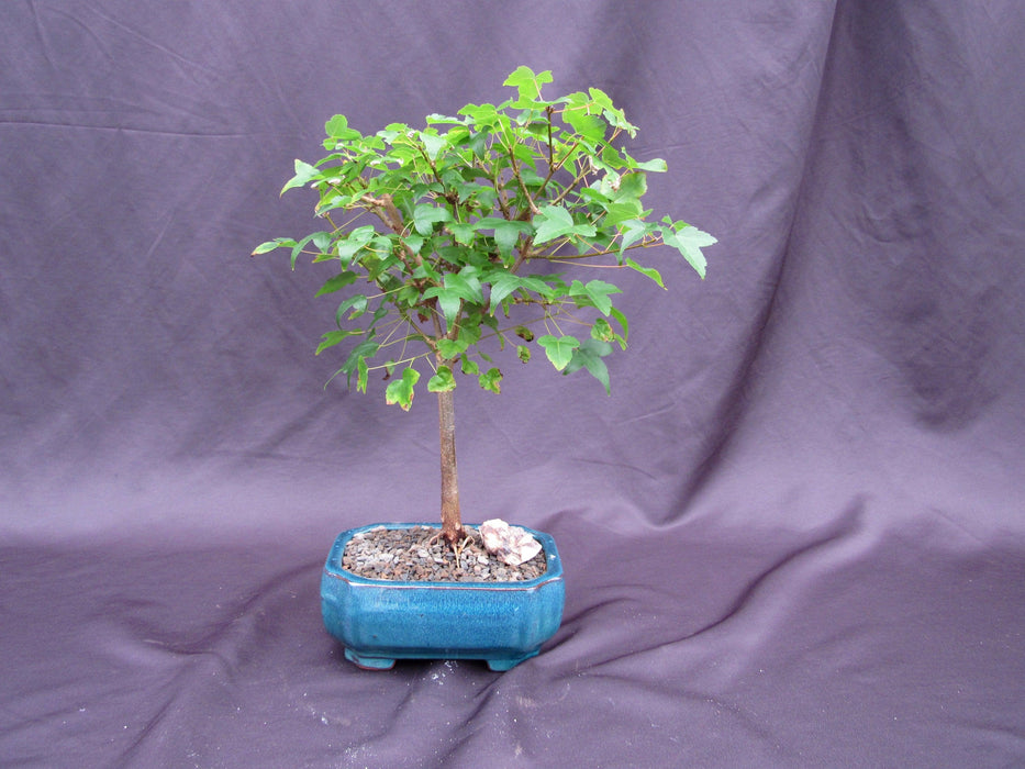bonsai tree trident maple Dwarf Trident Maple Outdoor Bonsai Tree