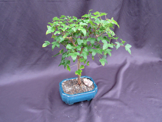 plant food for fiddle leaf fig Liquid Fertilizer for Fiddle Leaf Fig - 8 fl oz