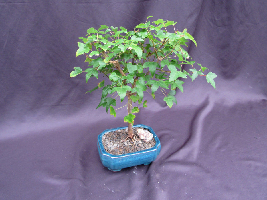 Dwarf Trident Maple Bonsai Tree Canopy