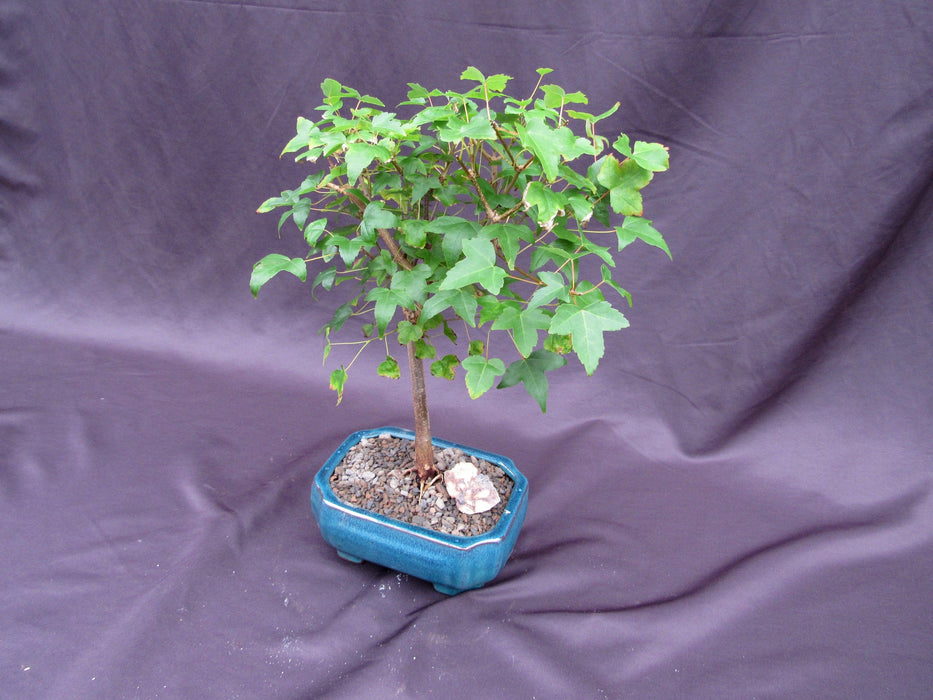 Dwarf Trident Maple Bonsai Tree Side