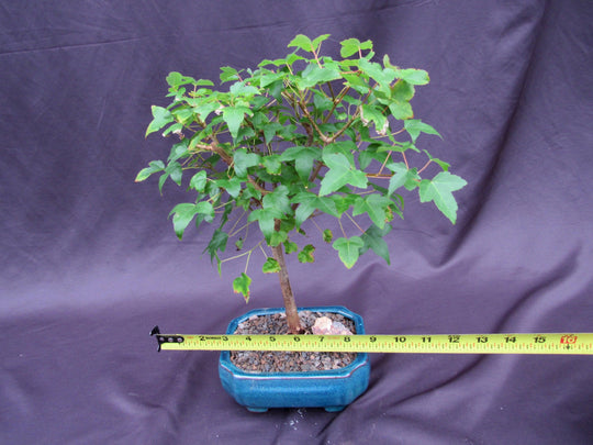 full size bonsai tree Dwarf Trident Maple Outdoor Bonsai Tree