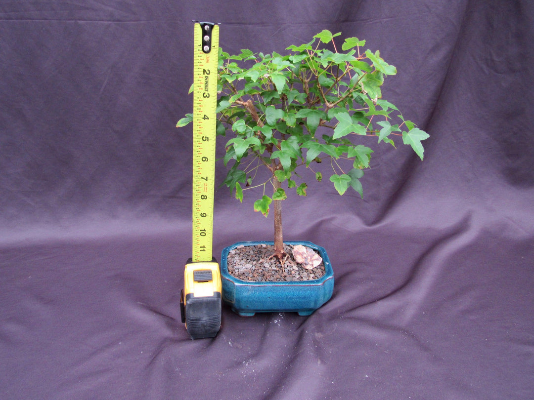 Dwarf Trident Maple Bonsai Tree Height