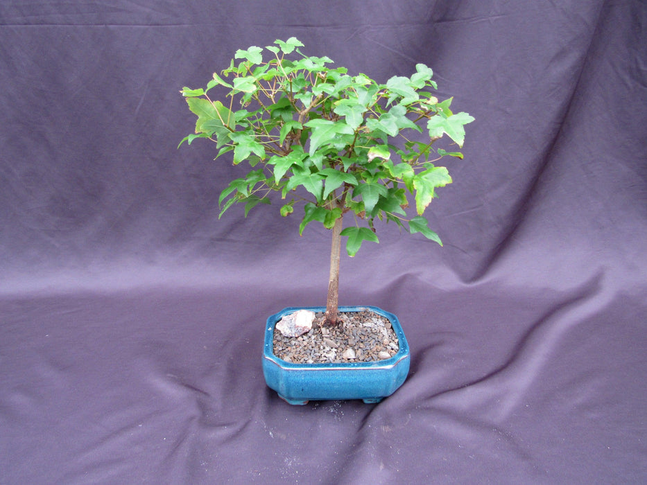 Dwarf Trident Maple Bonsai Tree Back