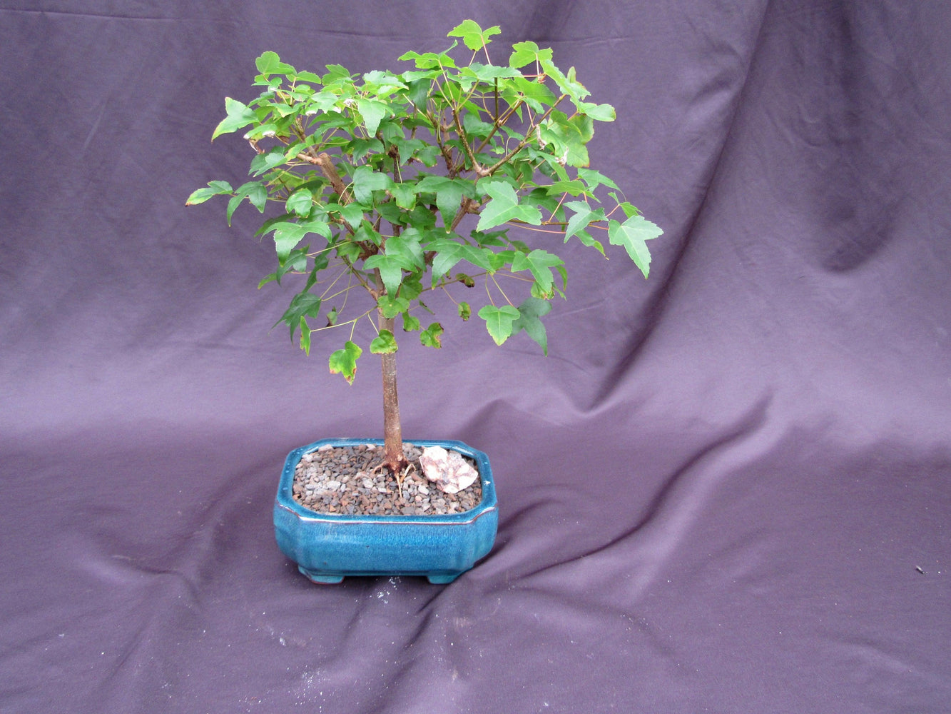 silver maple bonsai tree Dwarf Trident Maple Outdoor Bonsai Tree