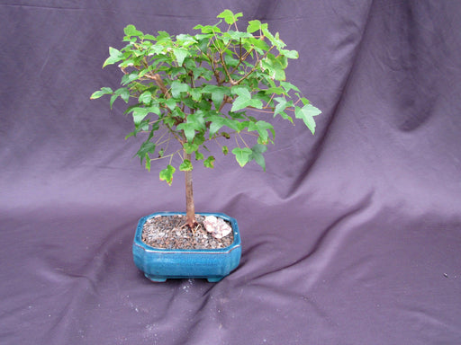 Dwarf Trident Maple Bonsai Tree