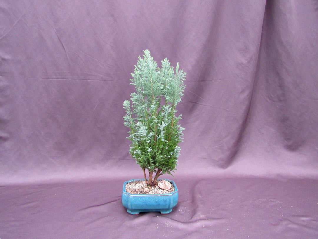 European Cypress Bonsai Tree Profile