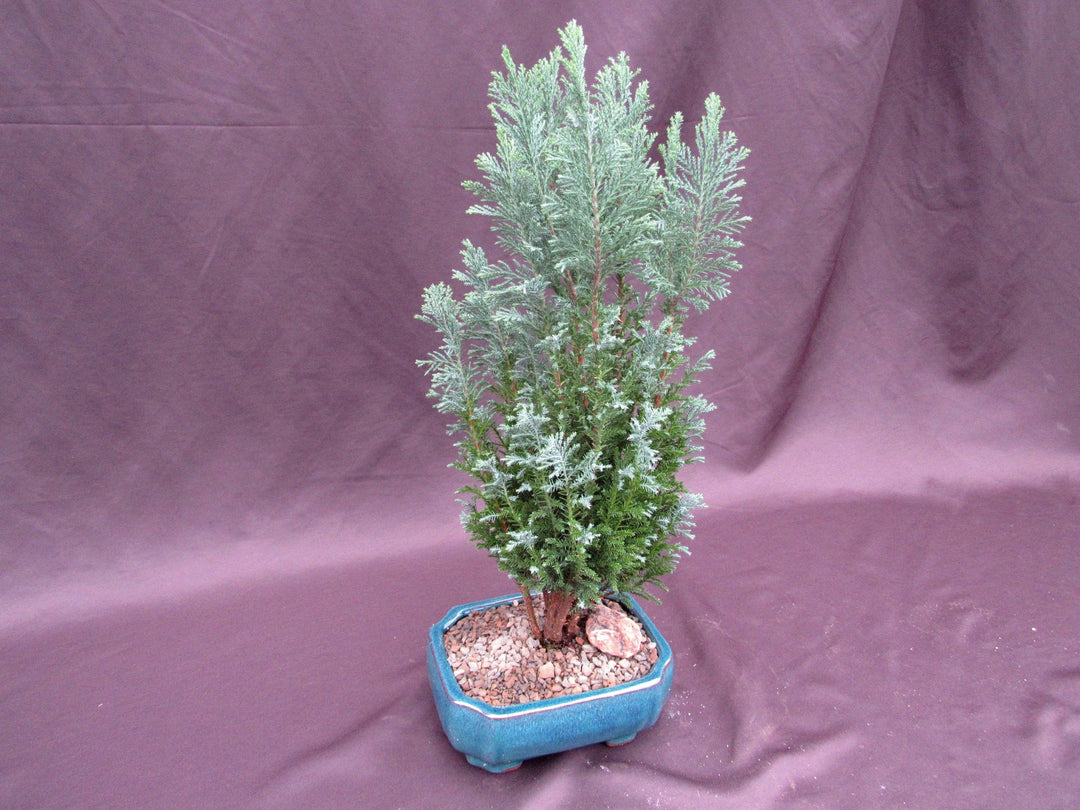 European Cypress Bonsai Tree Side