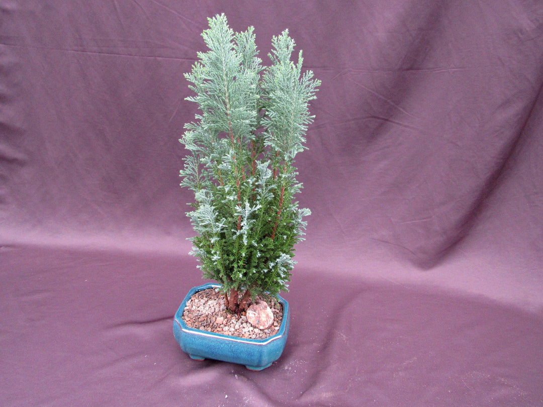 European Cypress Bonsai Tree Canopy