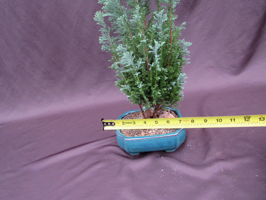 European Cypress Bonsai Tree Size
