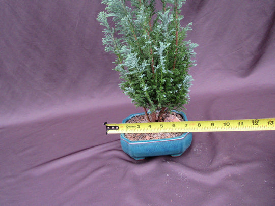 lawson cypress bonsai European Cypress Bonsai Tree