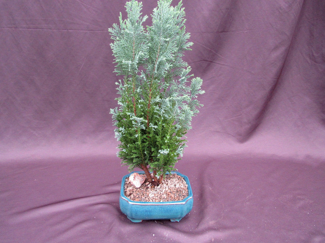 European Cypress Bonsai Tree Back