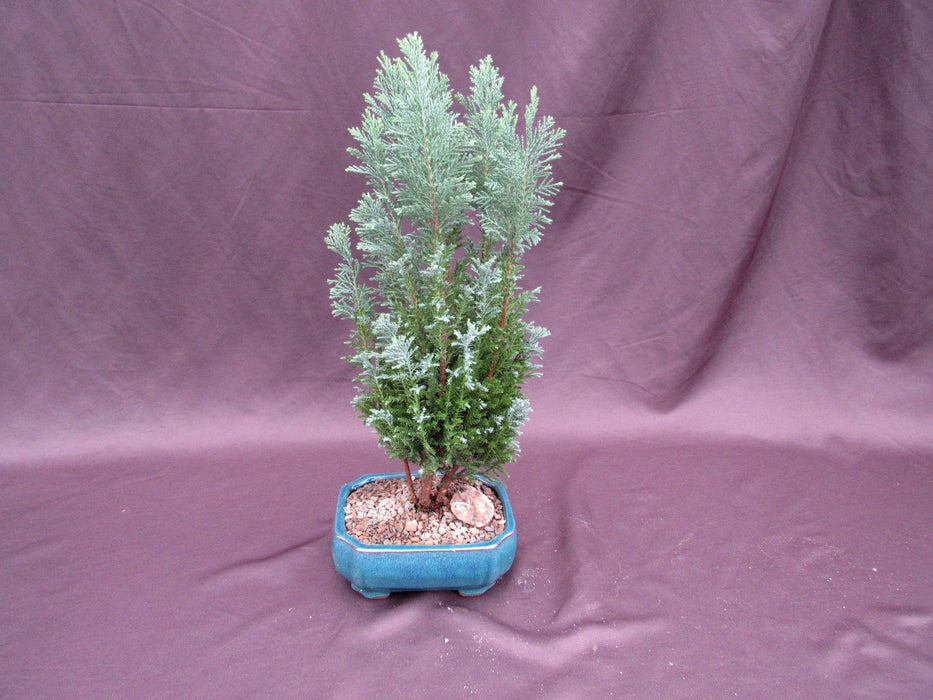 European Cypress Bonsai Tree