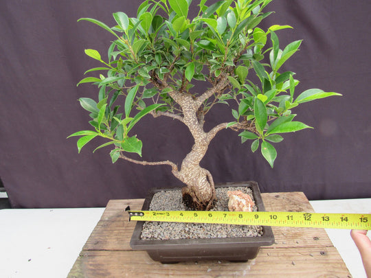 full size large bonsai tree Extra Large Ficus Retusa Bonsai Tree