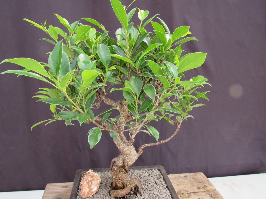 Extra Large Ficus Retusa Bonsai Tree - Curved Trunk Style Back
