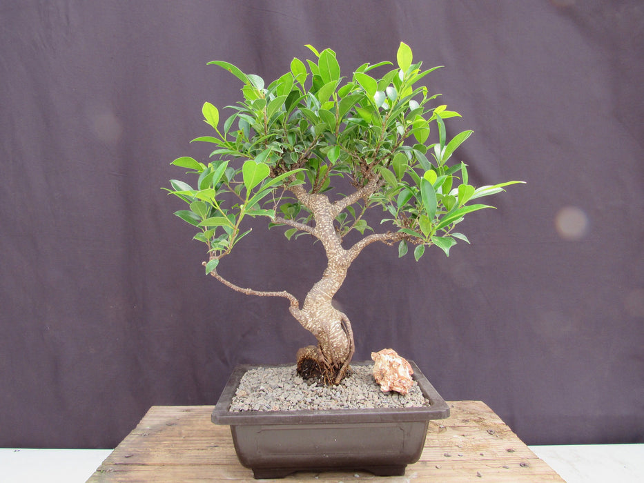 Extra Large Ficus Retusa Bonsai Tree - Curved Trunk Style Profile