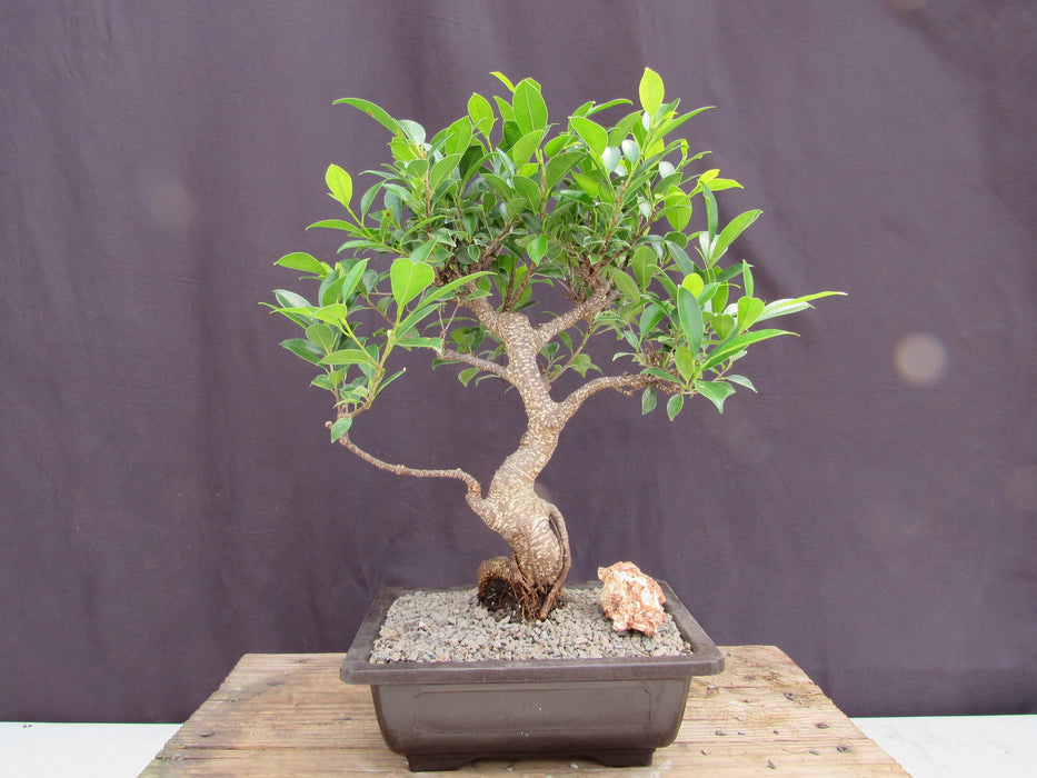 large ficus bonsai tree Extra Large Ficus Retusa Bonsai Tree