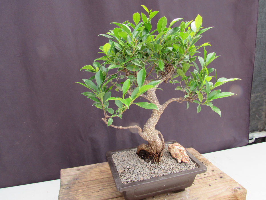 Extra Large Ficus Retusa Bonsai Tree - Curved Trunk Style Side