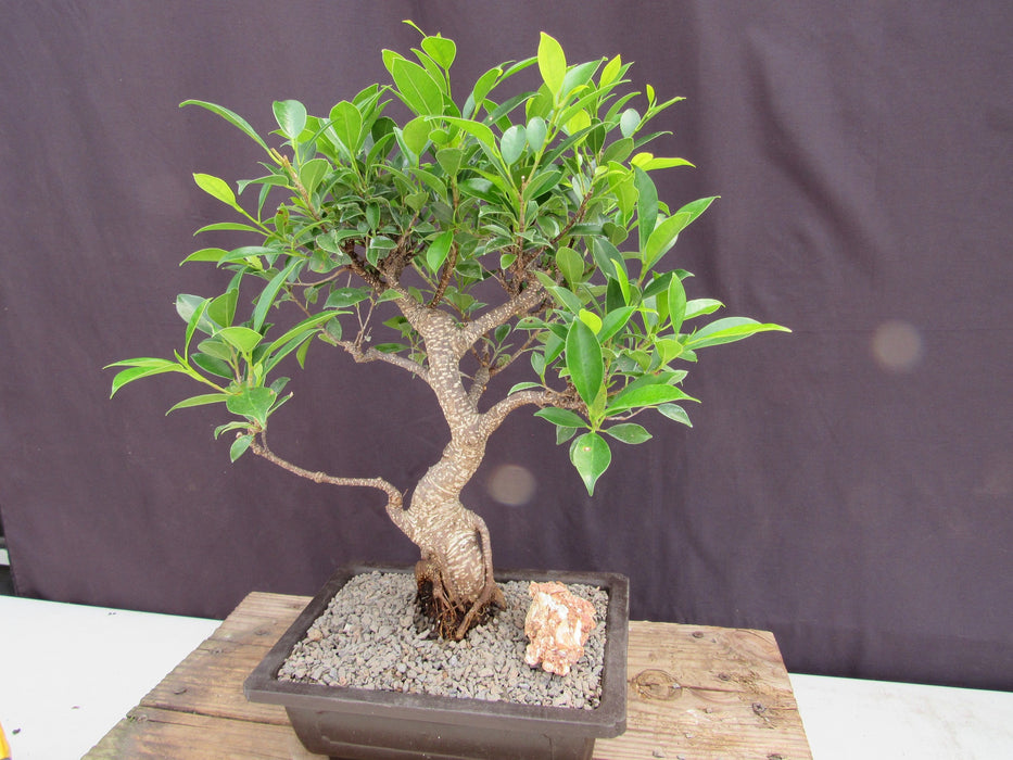 Extra Large Ficus Retusa Bonsai Tree - Curved Trunk Style Bark