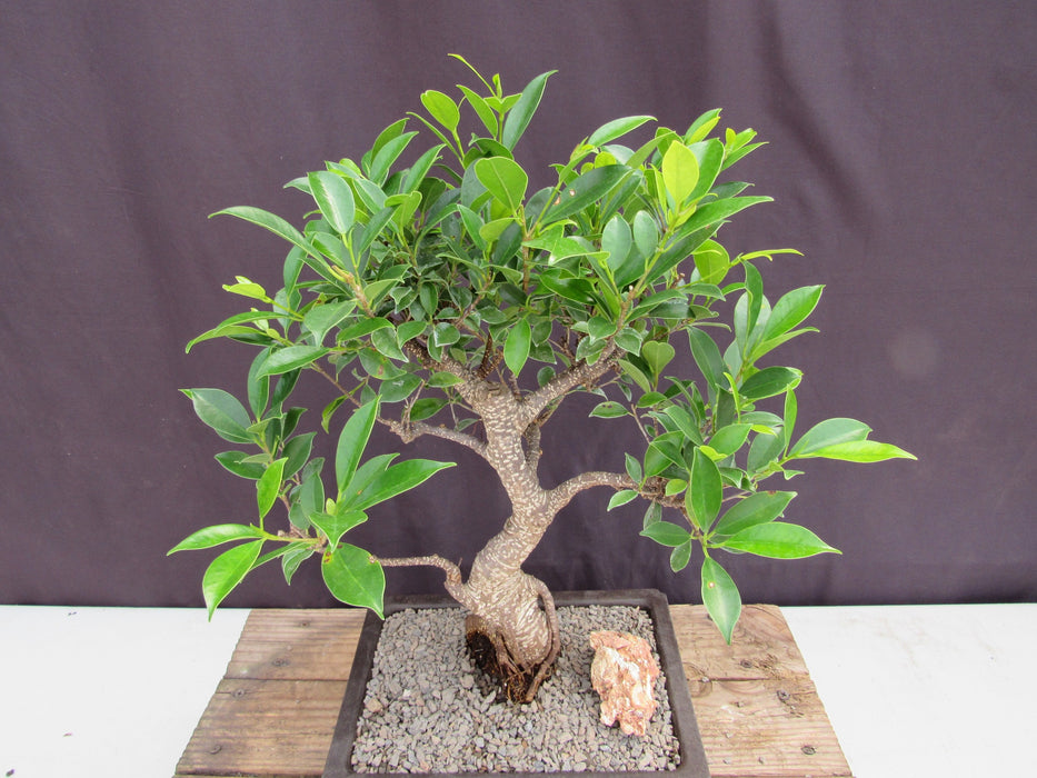 Extra Large Ficus Retusa Bonsai Tree - Curved Trunk Style Foliage